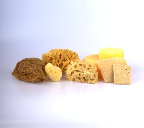 Sponges